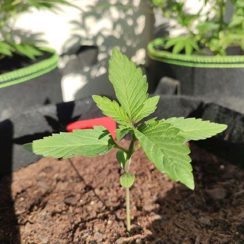 Early Skunk Automatic growlog timeline photo