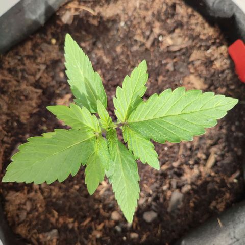 Early Skunk Automatic growlog timeline photo