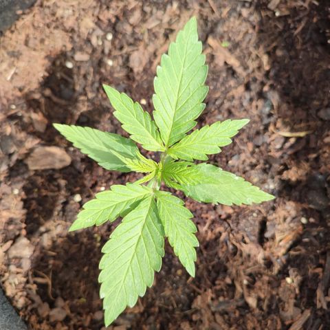 Early Skunk Automatic growlog timeline photo