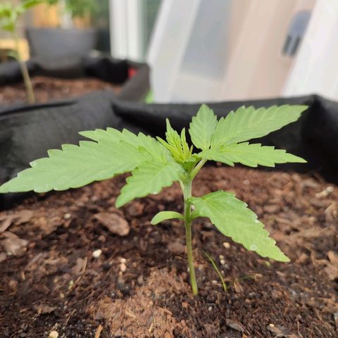 Early Skunk Automatic growlog timeline photo