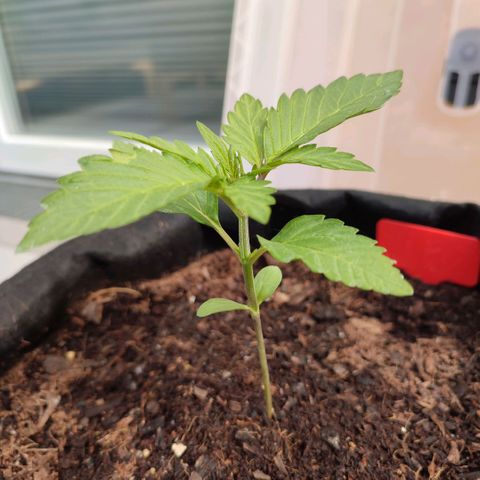 Early Skunk Automatic growlog timeline photo