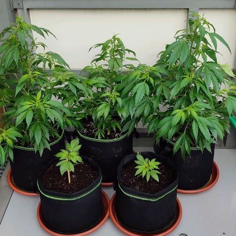 Early Skunk Automatic growlog timeline photo