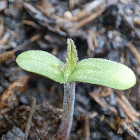 Gnomes Seeds growlog timeline photo