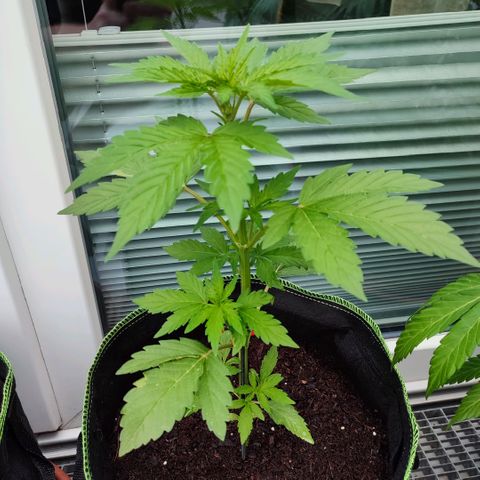 Early Skunk Automatic growlog timeline photo