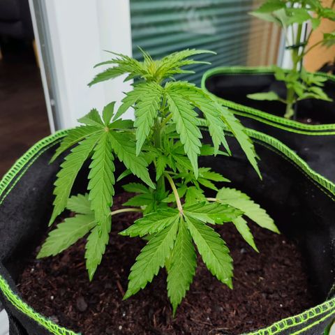 Early Skunk Automatic growlog timeline photo