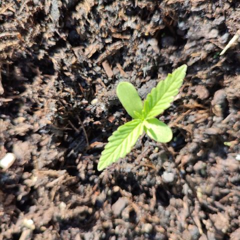 Gnomes Seeds growlog timeline photo