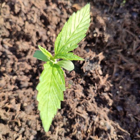 Gnomes Seeds growlog timeline photo