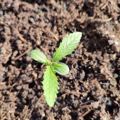 Gnomes Seeds growlog timeline photo