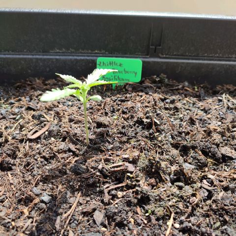 Gnomes Seeds growlog timeline photo