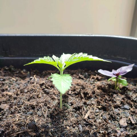 Gnomes Seeds growlog timeline photo