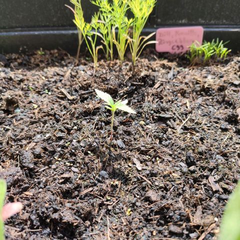 Gnomes Seeds growlog timeline photo