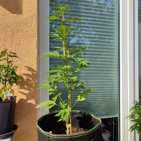 Early Skunk Automatic growlog timeline photo