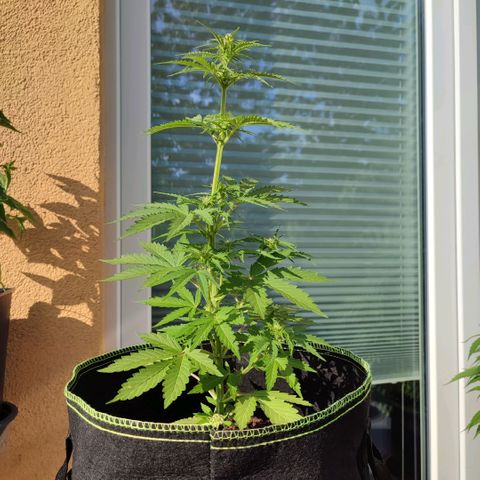 Early Skunk Automatic growlog timeline photo