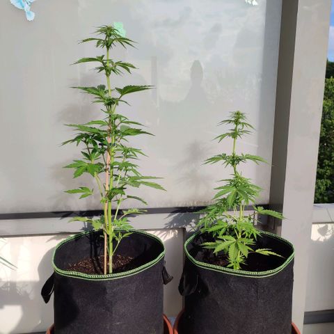 Early Skunk Automatic growlog timeline photo