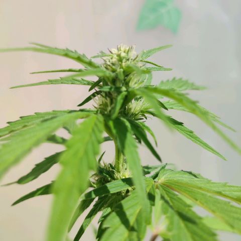 Early Skunk Automatic growlog timeline photo