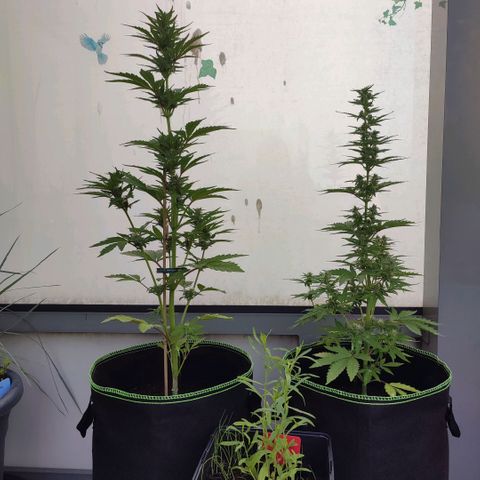 Early Skunk Automatic growlog photo: 75 & 62 cm