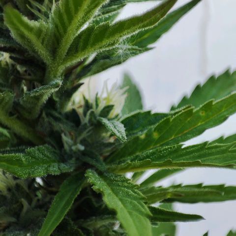 Early Skunk Automatic growlog timeline photo