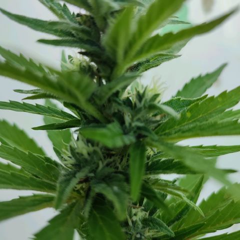 Early Skunk Automatic growlog timeline photo