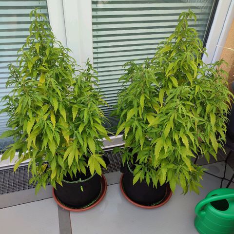 Runtz growlog timeline photo