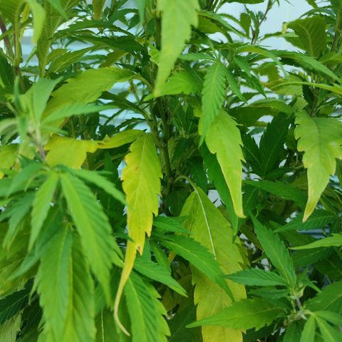 Runtz growlog timeline photo