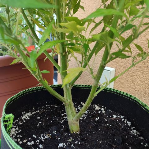 Runtz growlog timeline photo