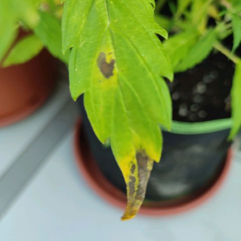 Runtz growlog timeline photo