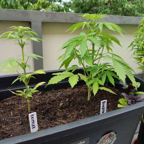 Gnomes Seeds growlog timeline photo