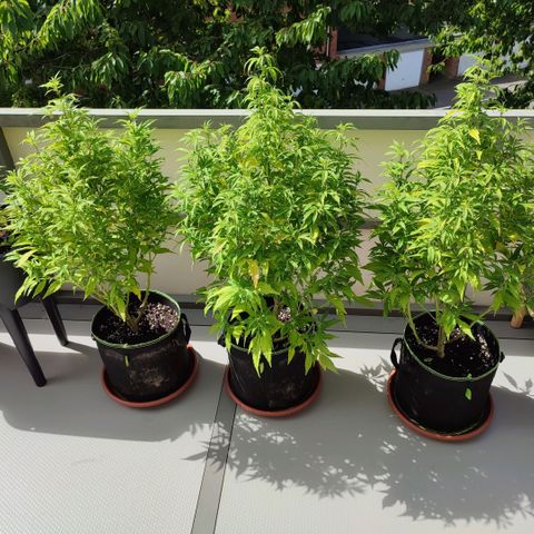 Runtz growlog timeline photo