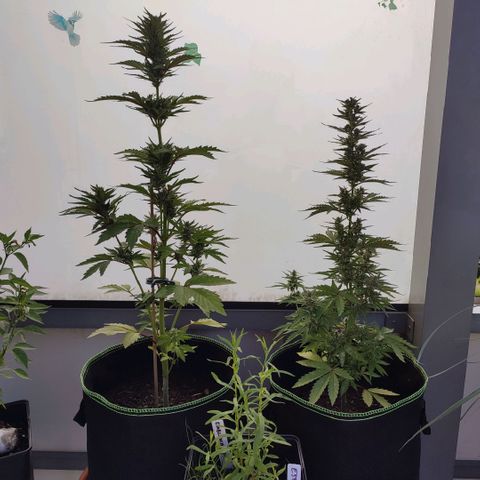 Early Skunk Automatic growlog timeline photo
