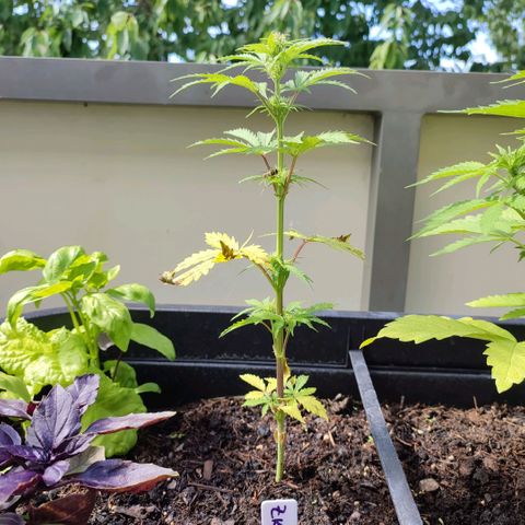 Gnomes Seeds growlog timeline photo