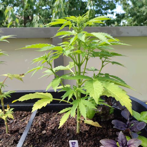 Gnomes Seeds growlog timeline photo