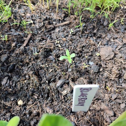 Gnomes Seeds growlog timeline photo