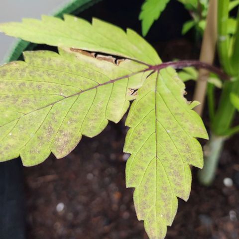 Early Skunk Automatic growlog timeline photo
