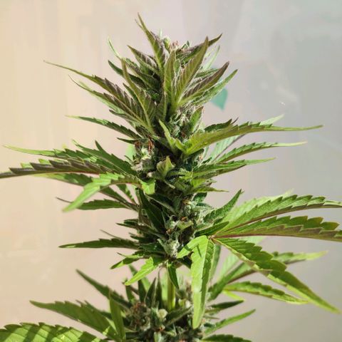 Early Skunk Automatic growlog timeline photo