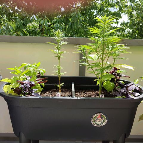 Gnomes Seeds growlog timeline photo