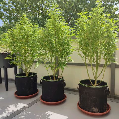 Runtz growlog timeline photo