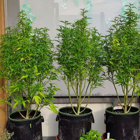 Runtz growlog timeline photo