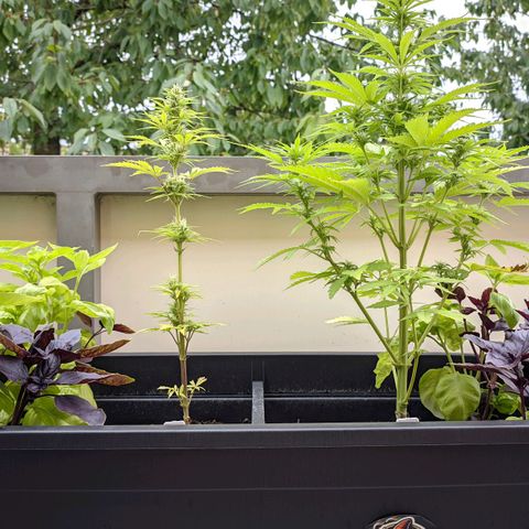 Gnomes Seeds growlog timeline photo
