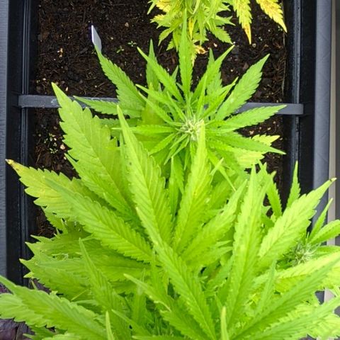 Gnomes Seeds growlog timeline photo