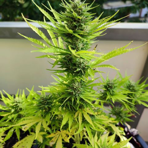 Gnomes Seeds growlog timeline photo