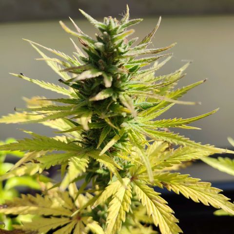 Gnomes Seeds growlog timeline photo