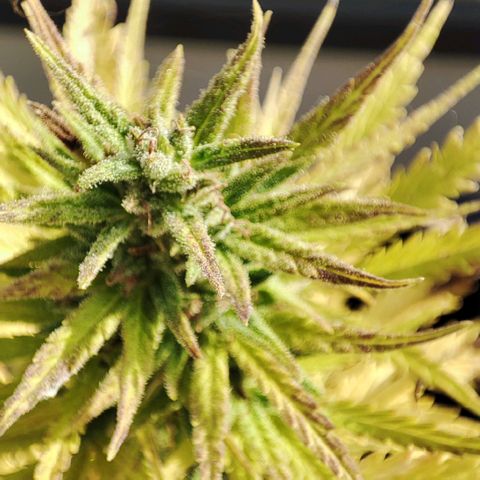 Gnomes Seeds growlog timeline photo