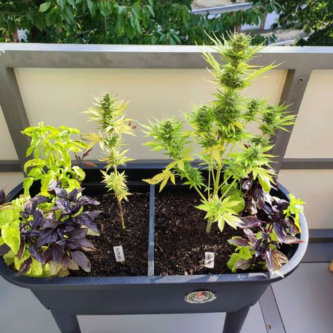 Gnomes Seeds growlog timeline photo