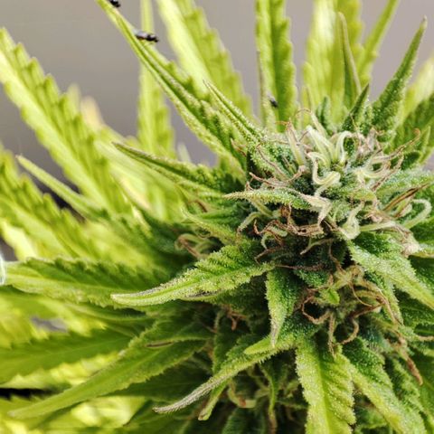 Gnomes Seeds growlog timeline photo
