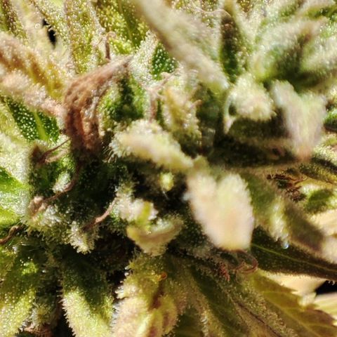 Gnomes Seeds growlog timeline photo