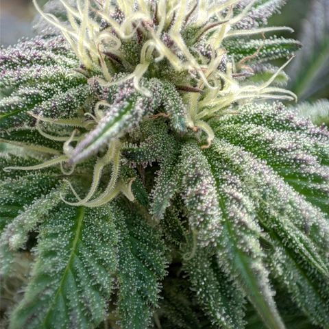 Runtz growlog timeline photo