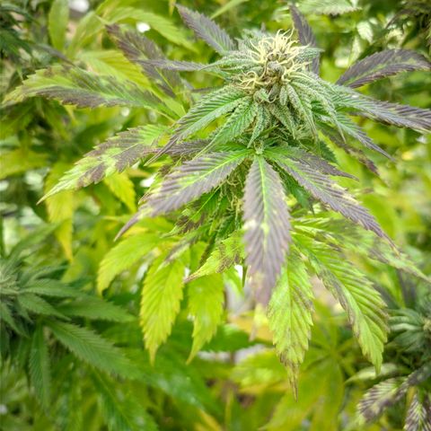 Runtz growlog timeline photo