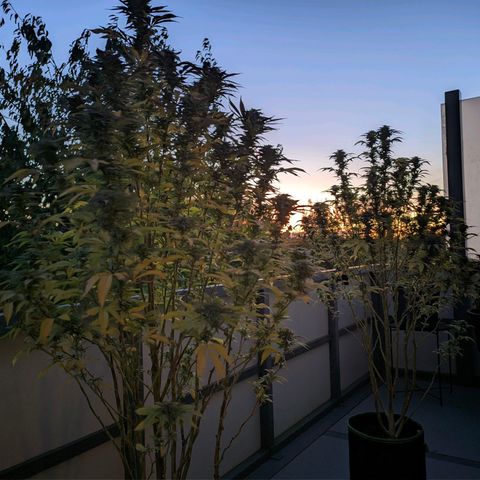 Runtz growlog photo: Vorletzter Tag
