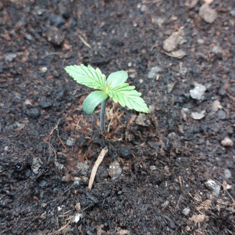 Quick One #1 growlog timeline photo