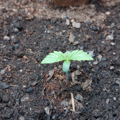 Quick One #1 growlog timeline photo